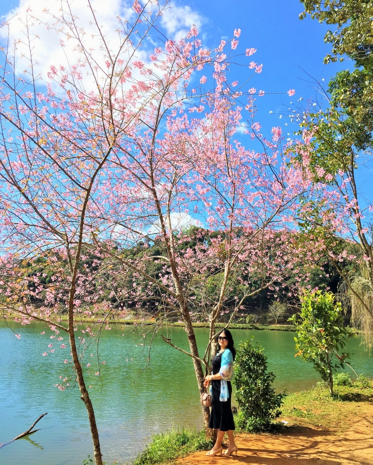 Hoa Mai Anh Đào ở Măng Đen đang vào mùa nở rộ - Khám Phá Vẻ Đẹp Tuyệt Diệu Của Cao Nguyên