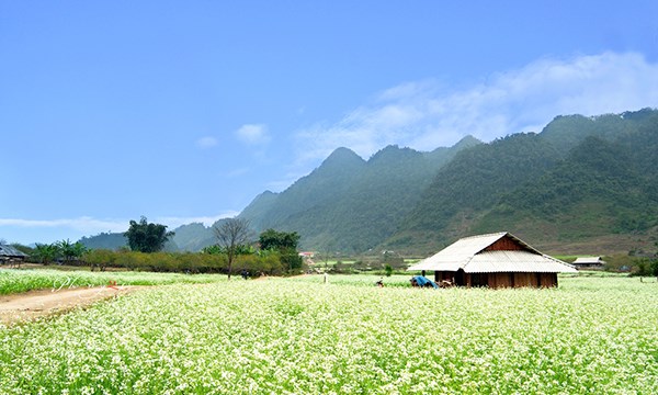 Du lịch Mộc Châu mùa hoa cải trắng | Dulich24.com.vn