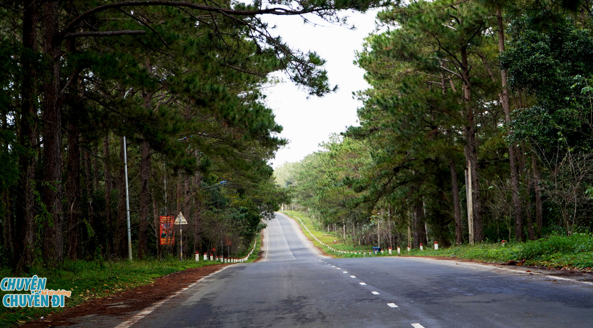 Khám Phá Vẻ Đẹp Huyền Bí Của Rừng Thông Măng Đen - Điểm Đến Lý Tưởng Cho Những Tâm Hồn Yêu Thiên Nhiên