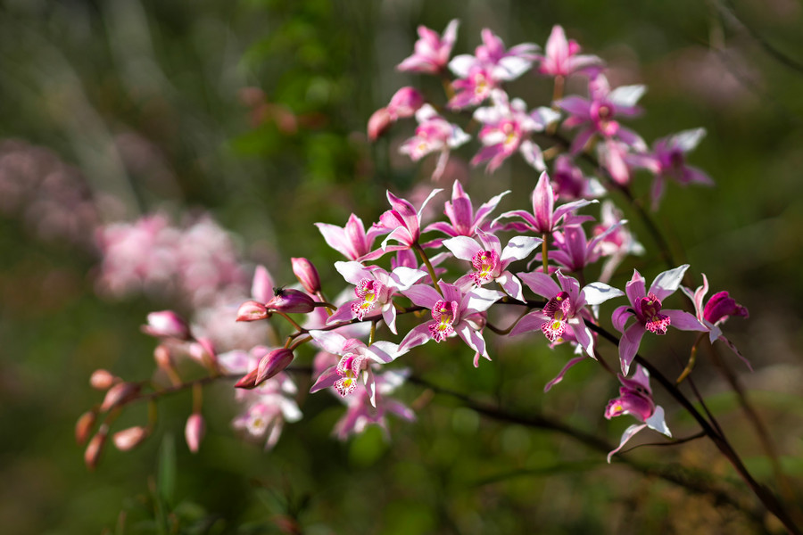 Hoa đỗ quyên Măng Đen