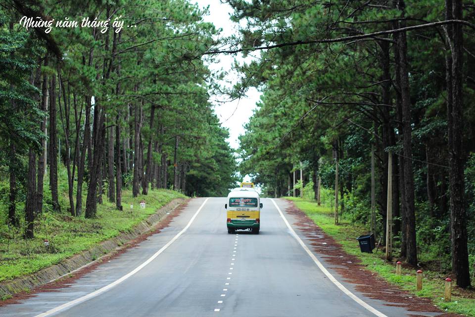 rừng thông Măng Đen, Măng Đen pine forest, khám phá Măng Đen rừng thông