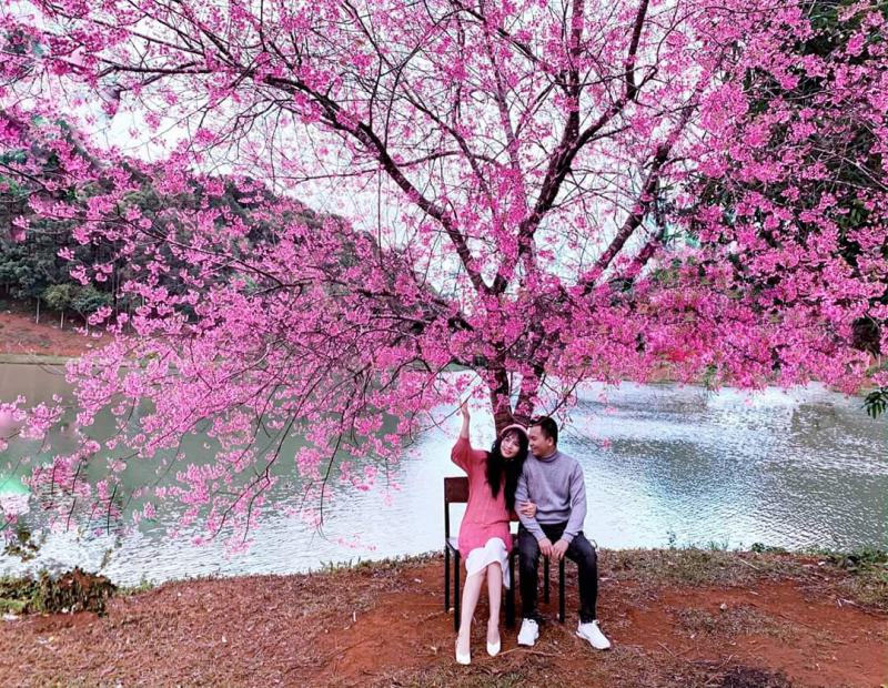 Hoa mai anh đào Măng Đen Hoa mai anh đào Măng Đen