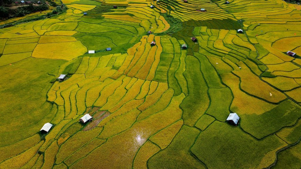 Ruộng lúa Măng Đen Ruộng lúa Măng Đen