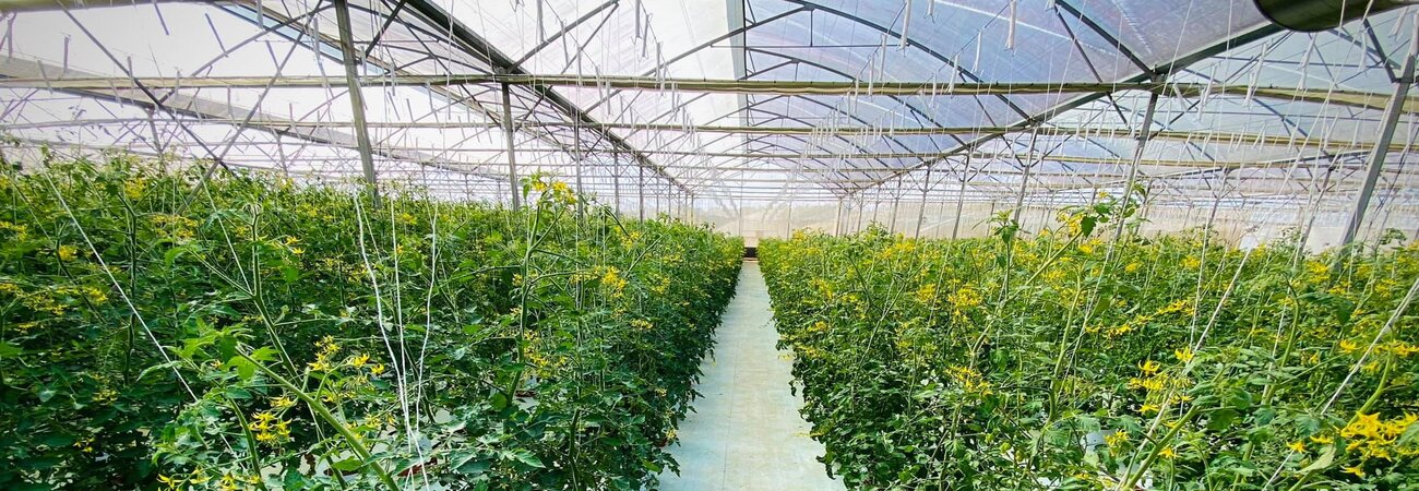 Nông trại Măng Đen