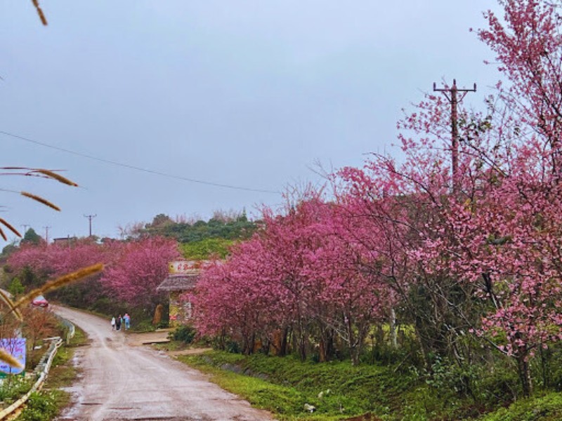 Hoa anh đào Măng Đen, Măng Đen hoa anh đào, Ảnh hoa anh đào Măng Đen, Mùa hoa anh đào Măng Đen Hoa anh đào Măng Đen, Măng Đen hoa anh đào, Ảnh hoa anh đào Măng Đen, Mùa hoa anh đào Măng Đen