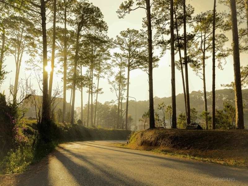 Cánh rừng thông Măng Đen